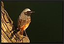 Gekraagde Roodstaart, Common Redstart, Phoenicurus phoenicurus Location: Wierden, the Netherlands Gekraagde Roodstaart MG 4793-2 kopie